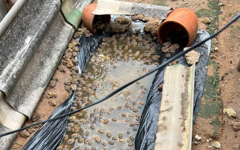 タイ嫁が“楽して超稼げる”と言って1000匹のカエルを買った夜